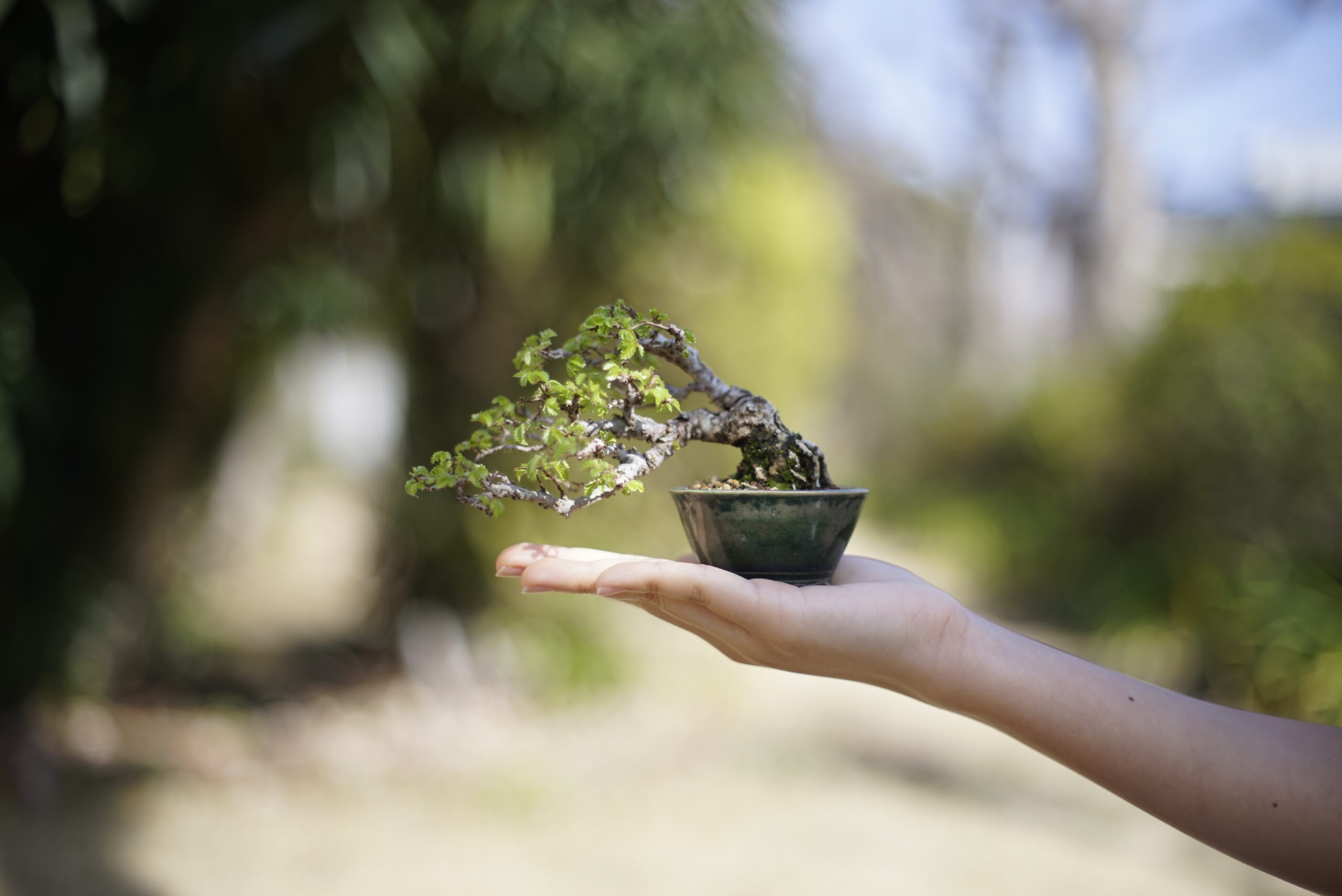 Chinese elm small bonsai resting in the palm of a hand