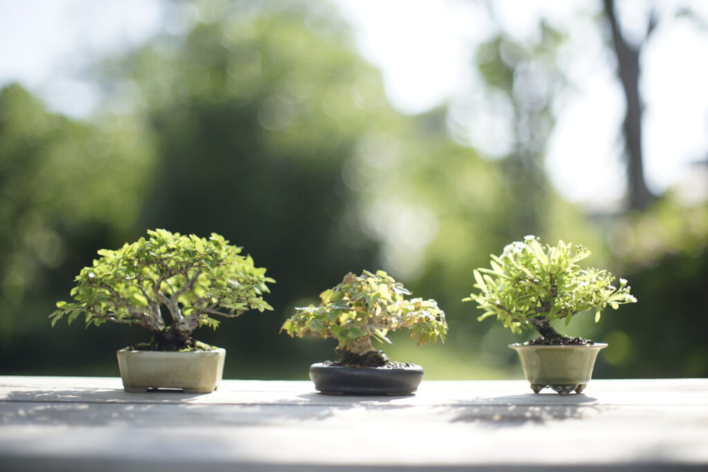 Chinese Elm, Trident Maple, and Pyracantha (Firethorn)