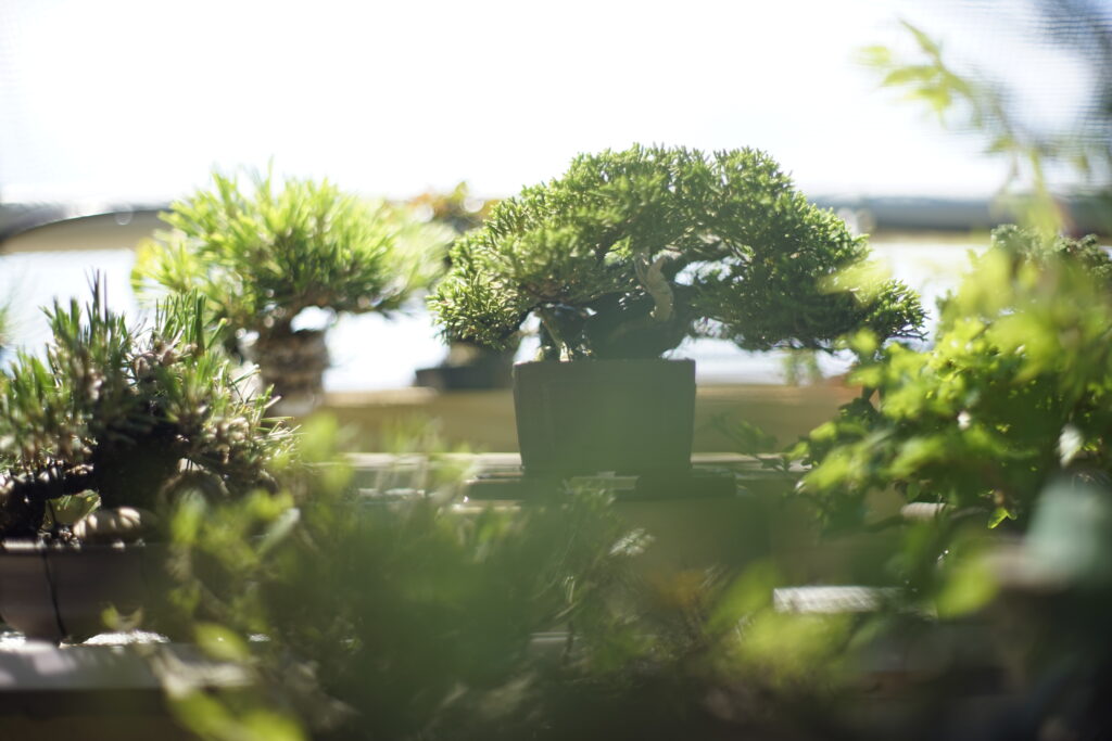 Bonsai on a display bench